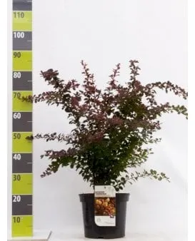 Röd berberis för häck